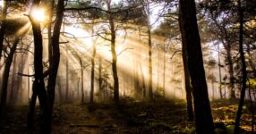 Homilética: A Arte da Pregação Bíblica