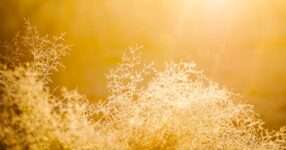 Evangelização: Proclamando o Evangelho no Mundo Contemporâneo