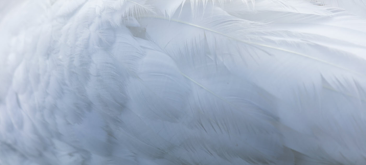 O Espírito Santo Intercede Por Nós