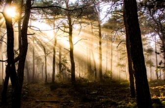 Homilética: A Arte da Pregação Bíblica