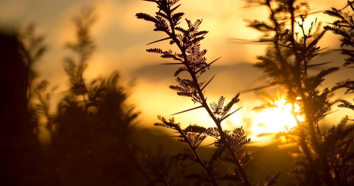 Poimênica: A Arte do Cuidado Pastoral