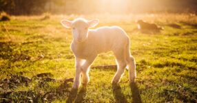 Você conhece o Pastor do Salmo 23?