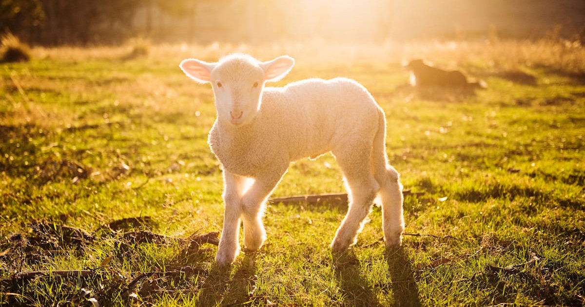 O Pastor do Salmo 23: Descubra quem Ele é